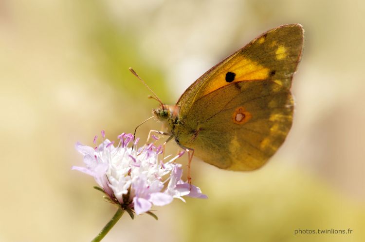 Wallpapers Animals Insects - Butterflies  Photo macro d'un papillon Soufr 