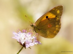  Animaux  Photo macro d'un papillon Soufr 