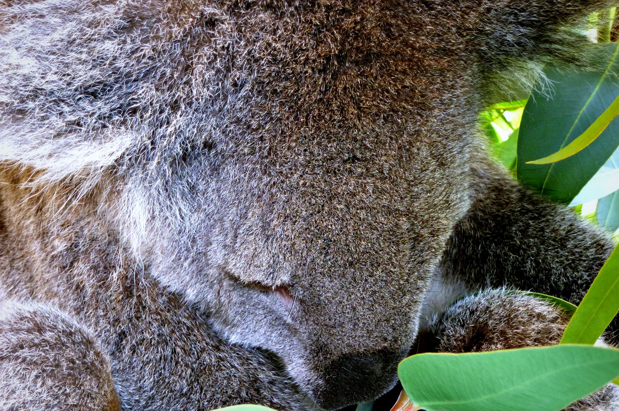 Fonds d'cran Animaux Koalas Sieste