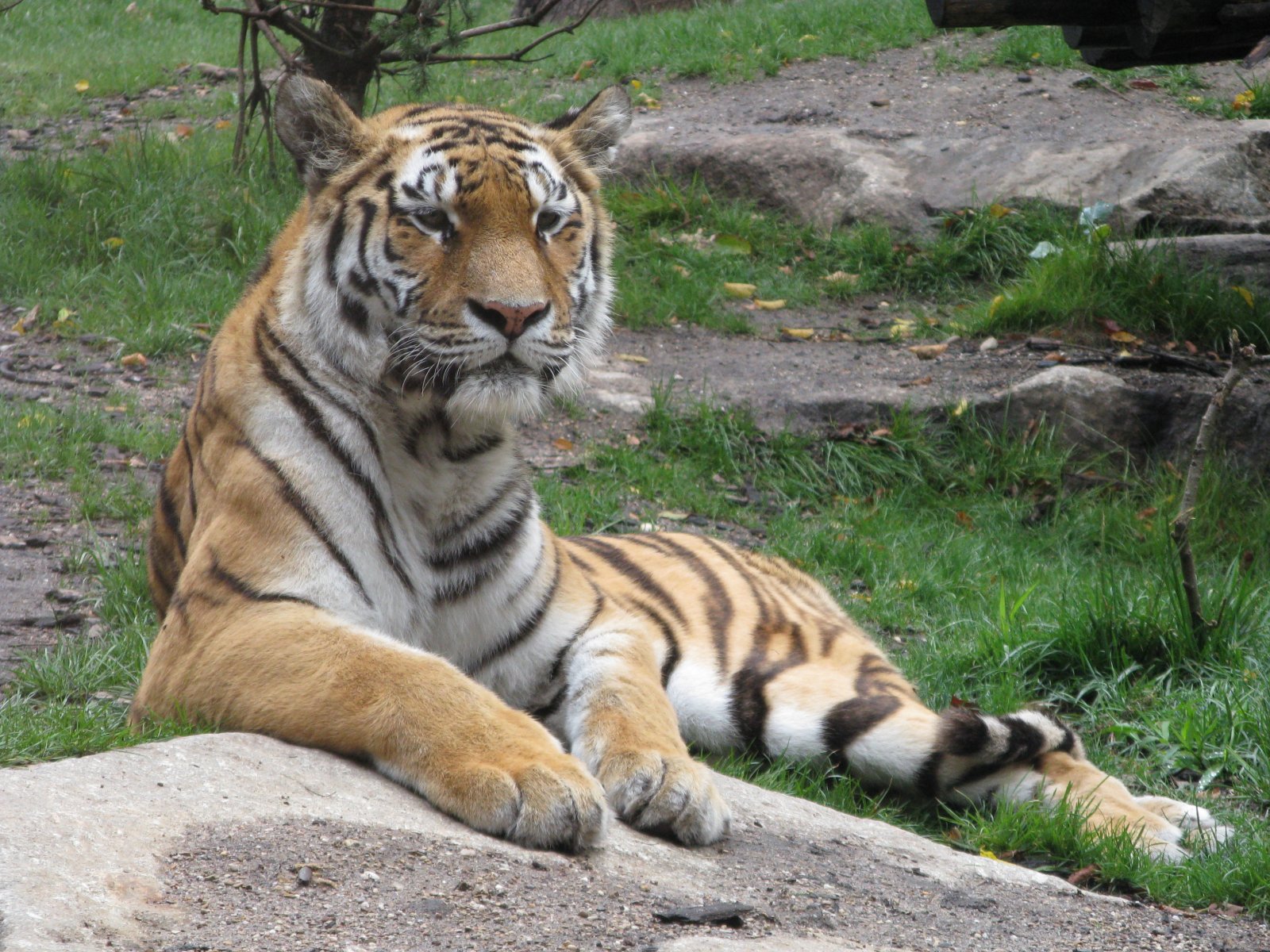 Fonds d'cran Animaux Flins - Tigres Tigre