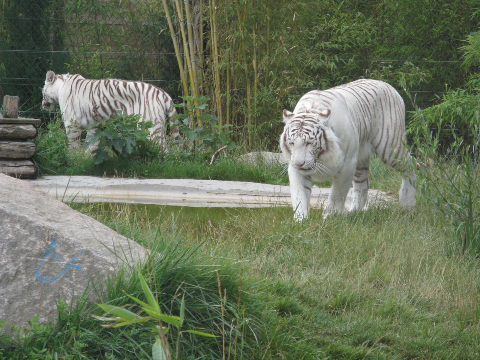 Wallpapers Animals Felines - Tigers Tigre Blanc