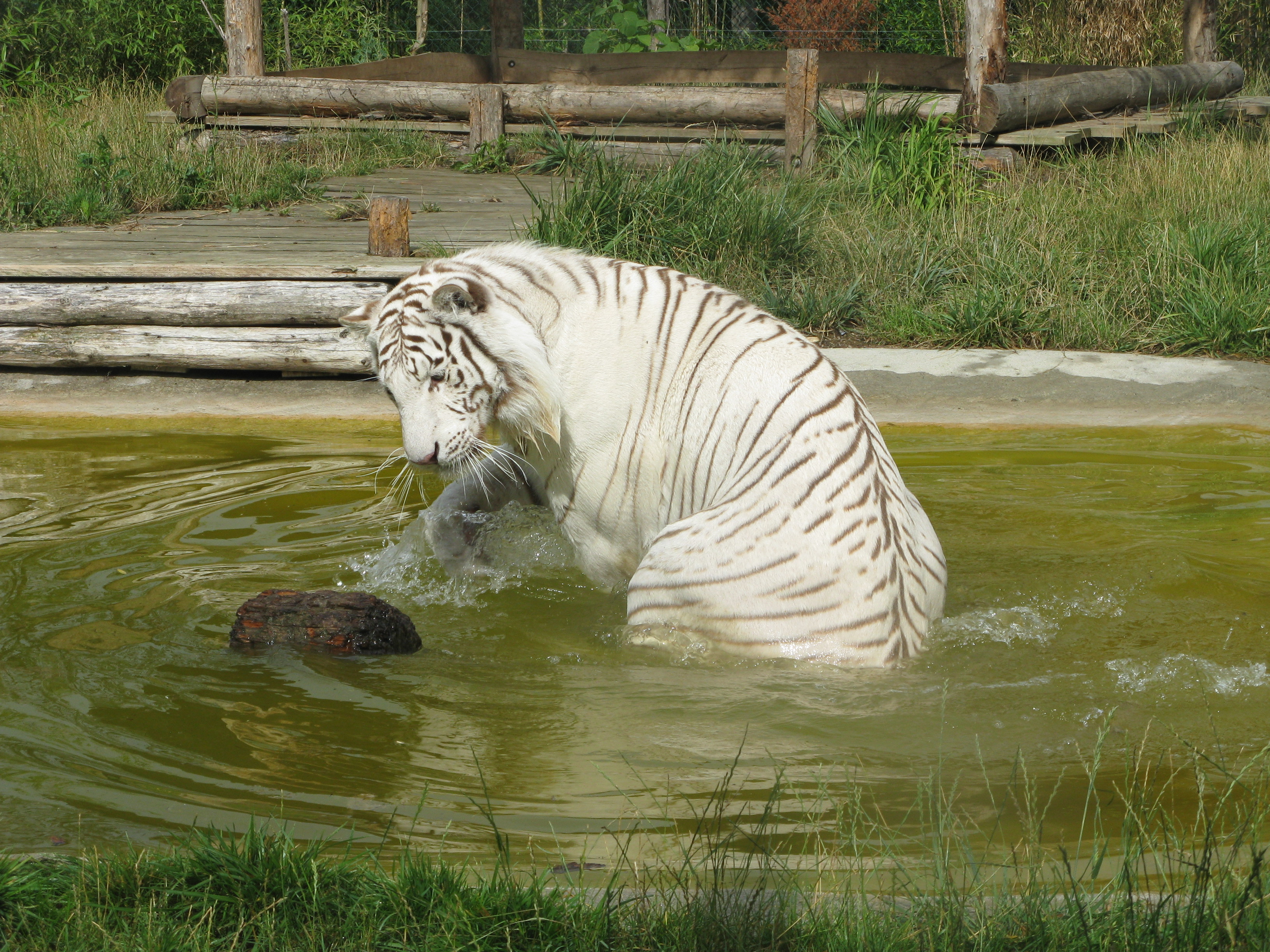 Fonds d'cran Animaux Flins - Tigres Tigre Blanc