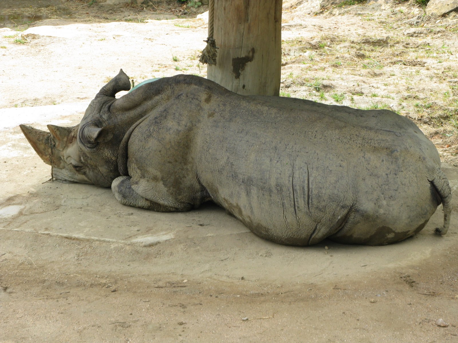 Wallpapers Animals Rhinoceros Rhinocéros blanc