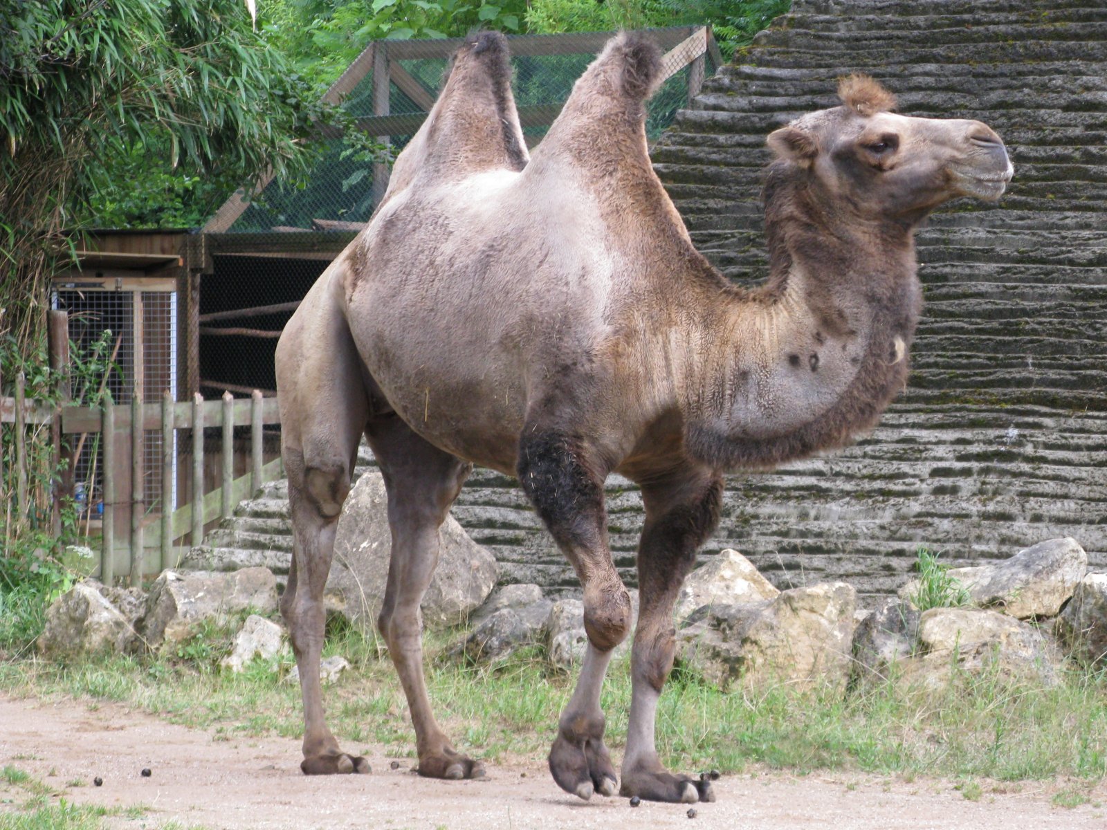 Fonds d'cran Animaux Dromadaires - Chameaux Chameau