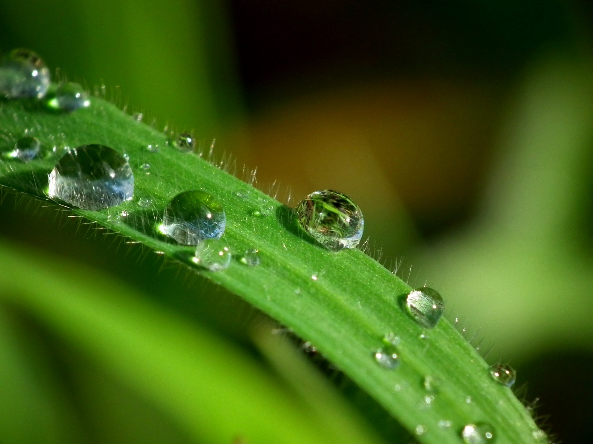 Wallpapers Nature Water - Drops 