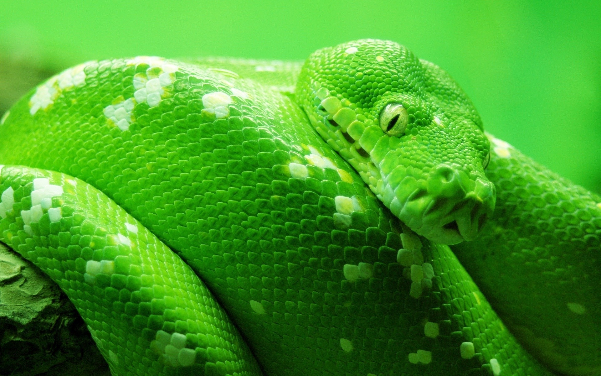 Wallpapers Animals Snakes 