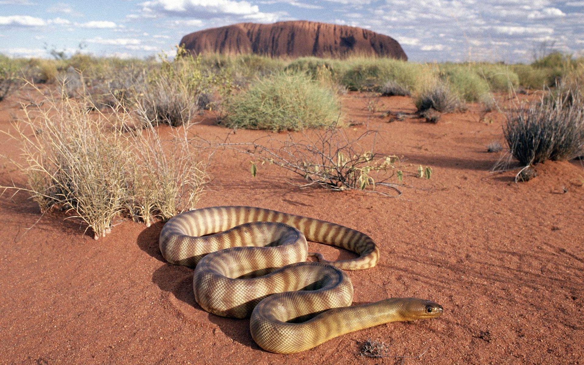 Wallpapers Animals Snakes 