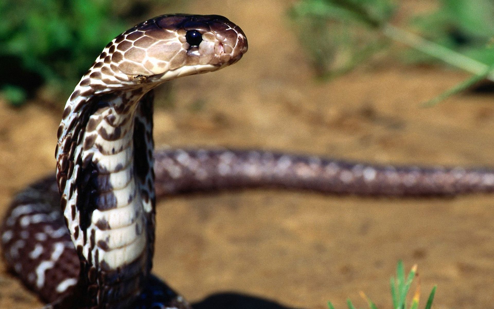 Fonds d'cran Animaux Serpents 