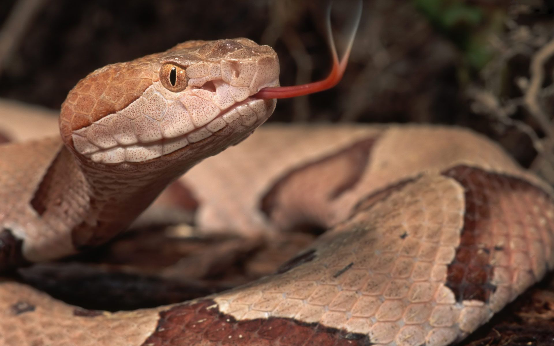 Wallpapers Animals Snakes 