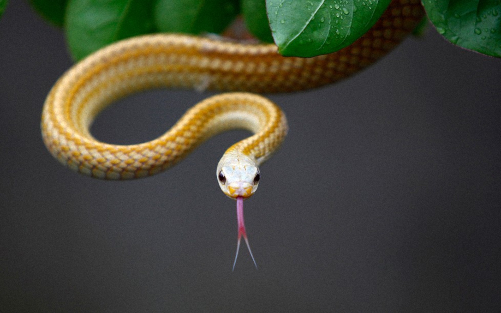 Wallpapers Animals Snakes 