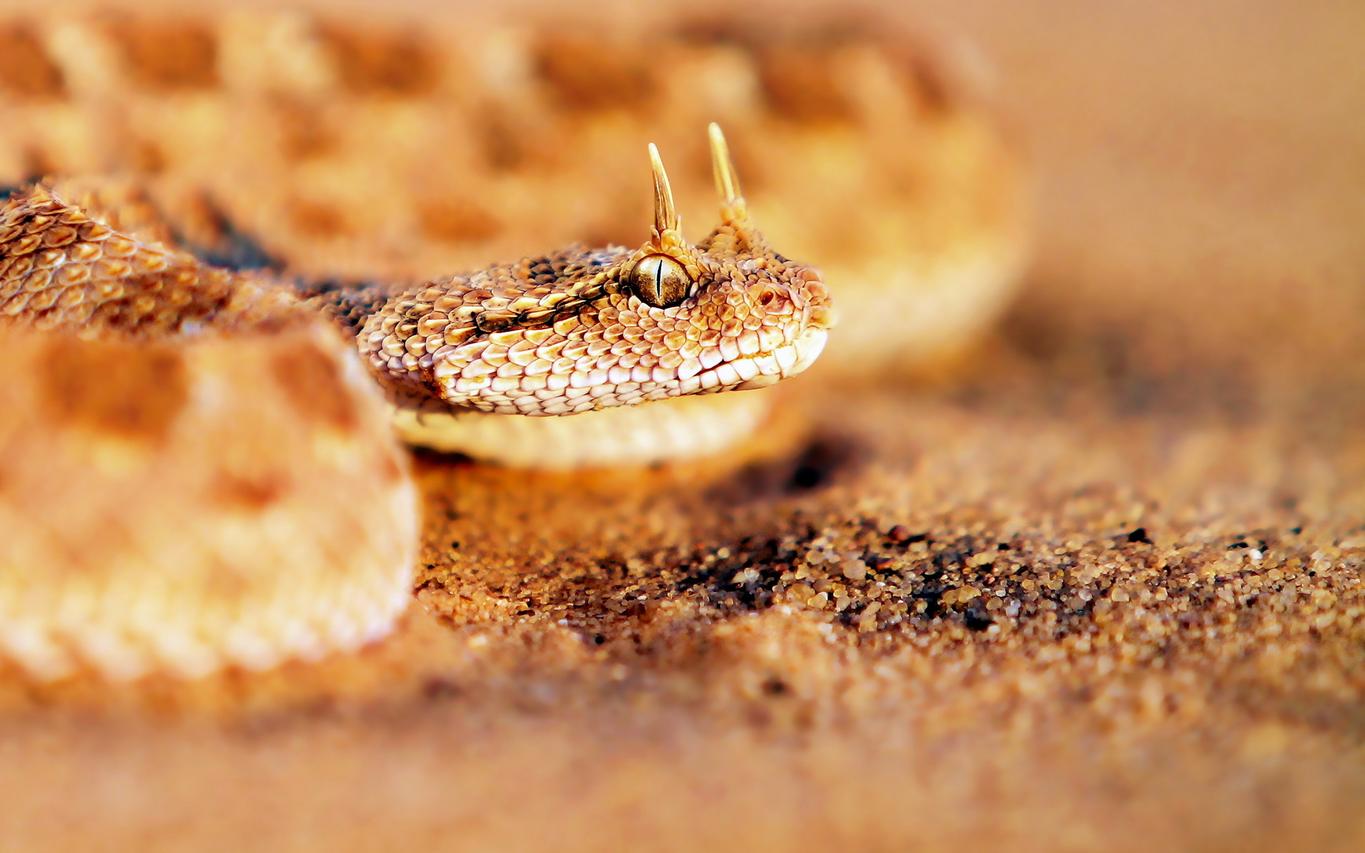 Wallpapers Animals Snakes 