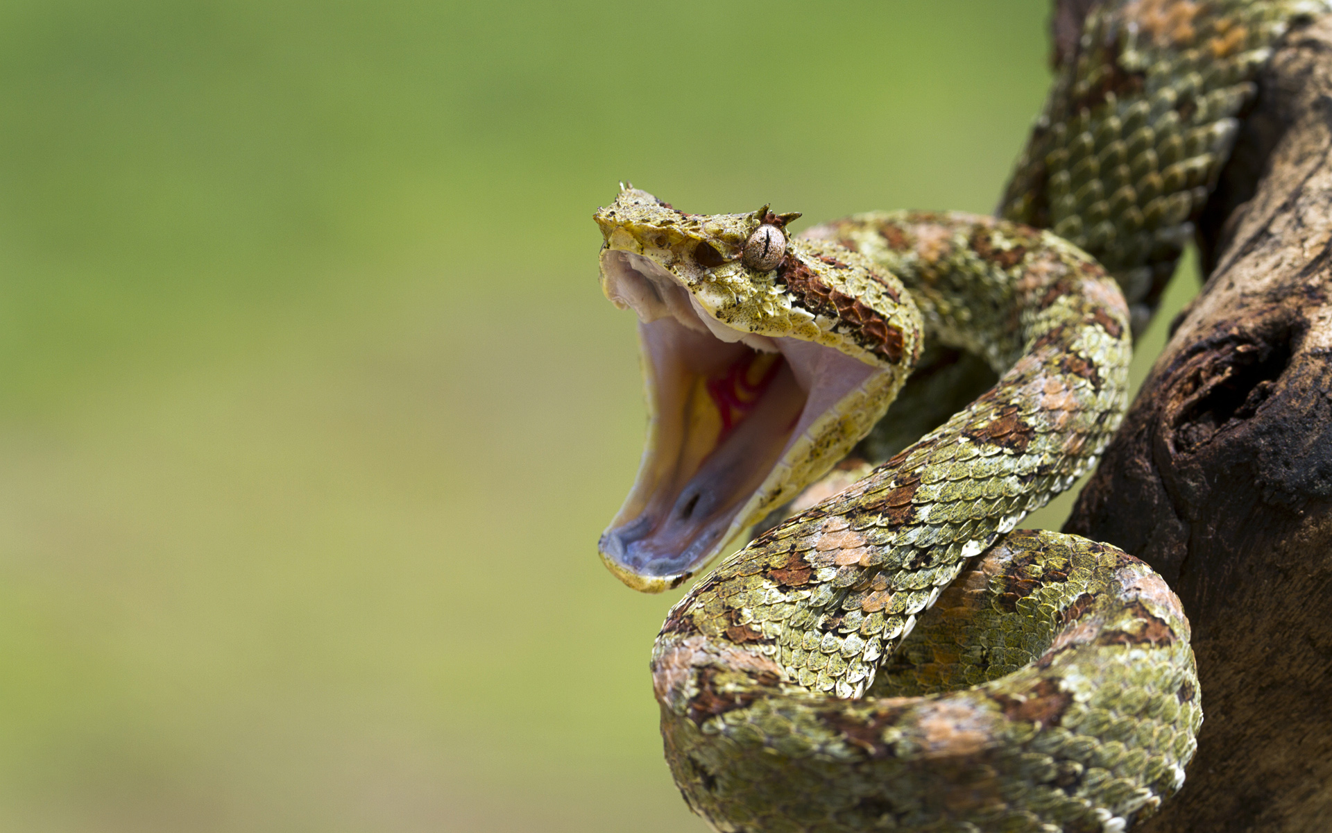 Fonds d'cran Animaux Serpents 