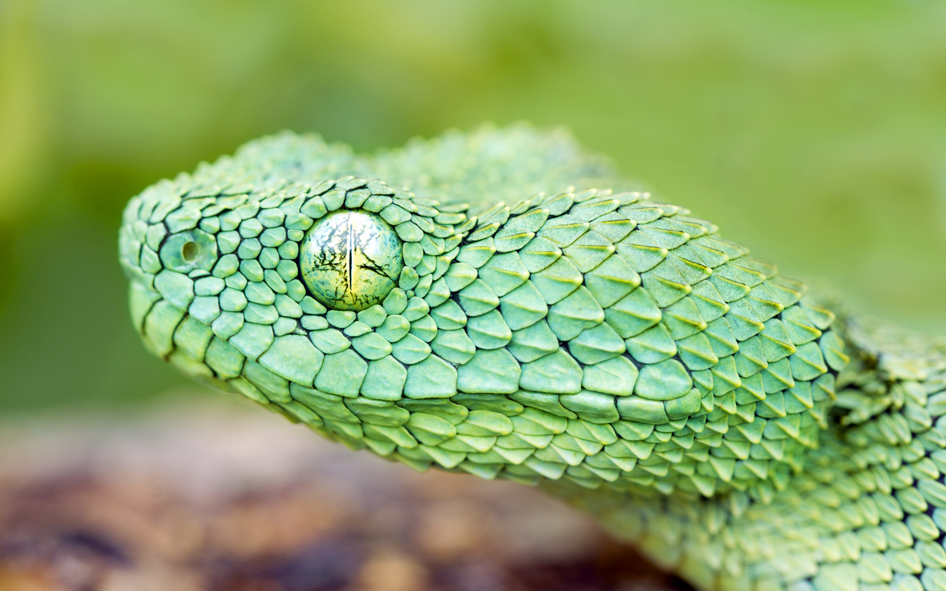 Wallpapers Animals Snakes 