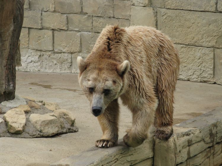 Fonds d'cran Animaux Ours Ours brun