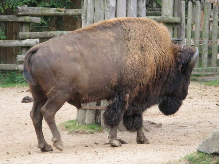 Wallpapers Animals Buffalo Bison