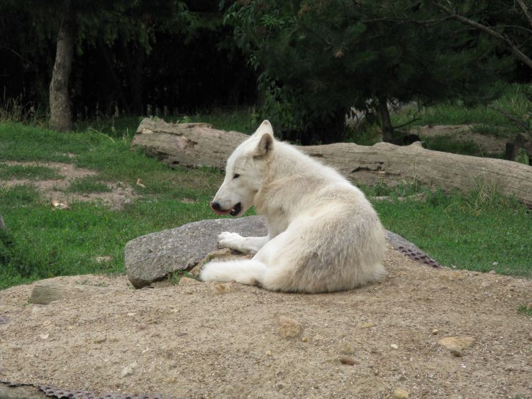 Fonds d'cran Animaux Loups Loup arctique