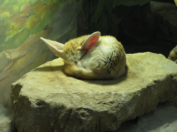 Fonds d'cran Animaux Fennec Fennec