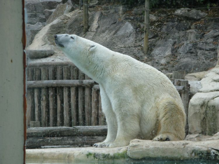 Fonds d'cran Animaux Ours Ours polaire