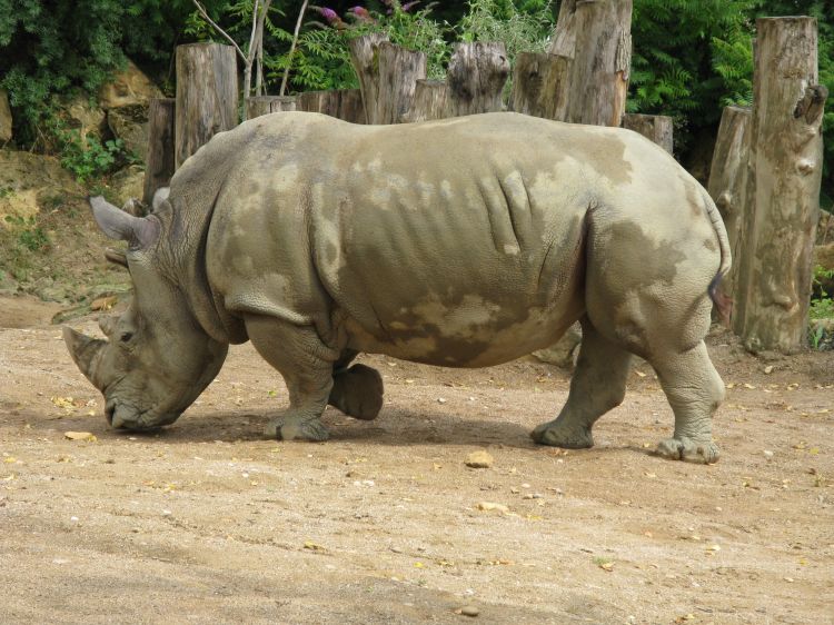 Fonds d'cran Animaux Rhinocros Rhinocéros blanc