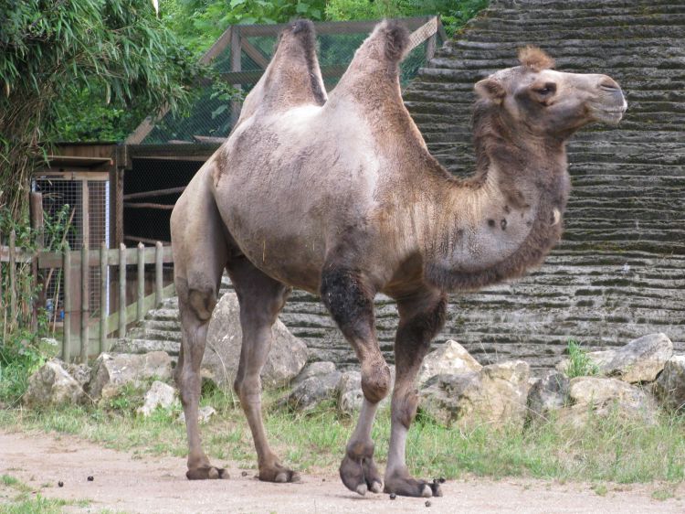 Fonds d'cran Animaux Dromadaires - Chameaux Chameau