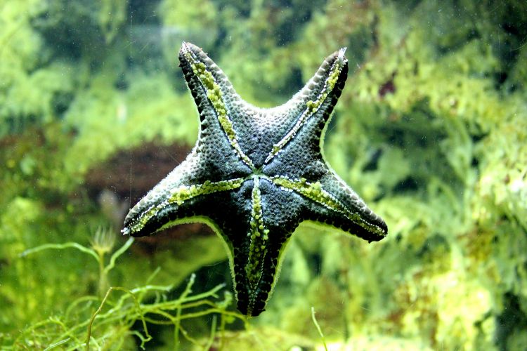 Wallpapers Animals Sealife - Star fish Starfish