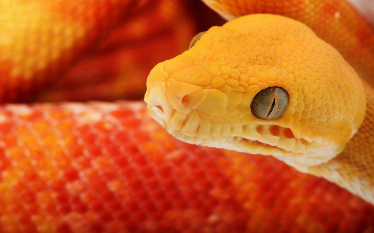 Wallpapers Animals Snakes Wallpaper N334551