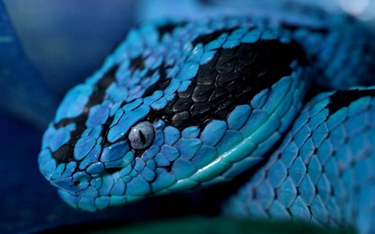 Fonds d'cran Animaux Serpents Wallpaper N334552