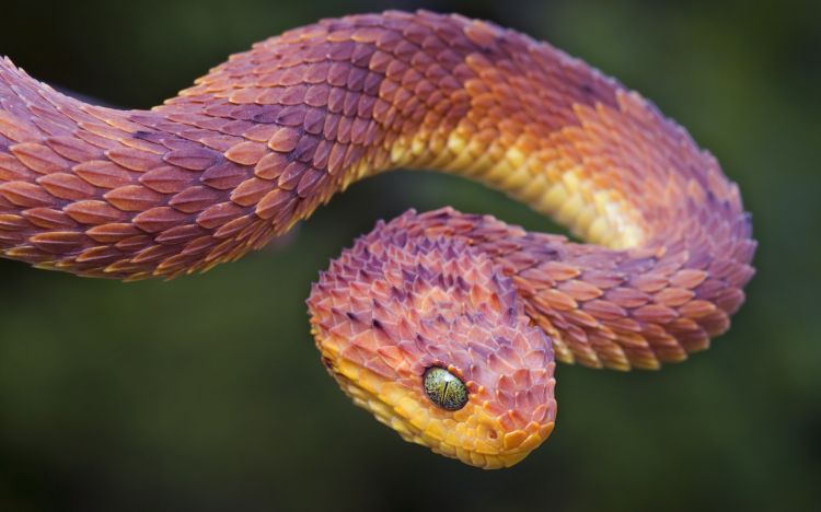 Wallpapers Animals Snakes Wallpaper N334554