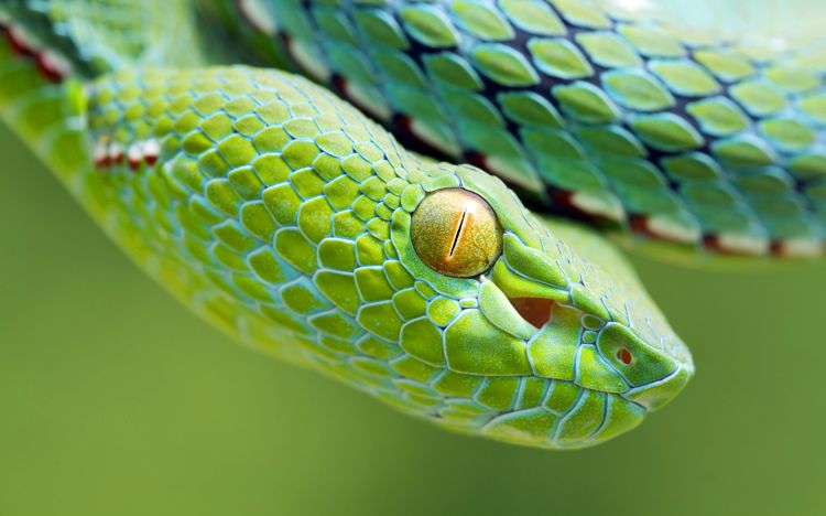 Wallpapers Animals Snakes Wallpaper N334523