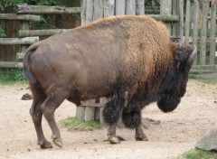  Animaux Bison