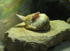  Animals Fennec