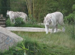  Animaux Tigre Blanc