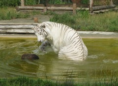  Animaux Tigre Blanc