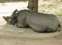  Animaux Rhinocéros blanc