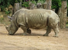  Animaux Rhinocéros blanc