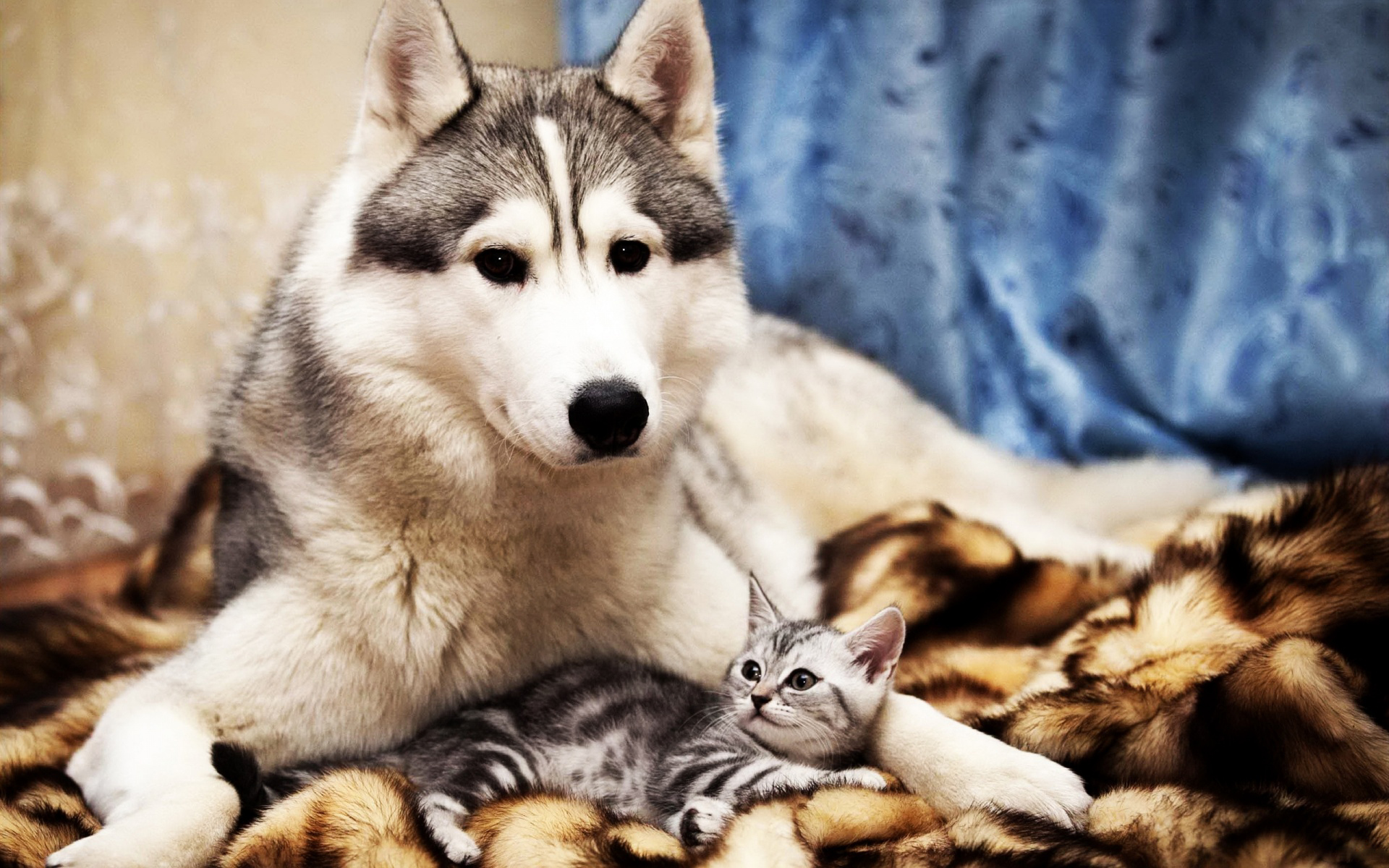 Wallpapers Animals Dogs and cats 