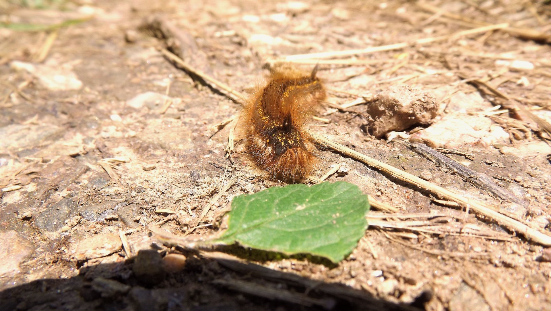 Fonds d'cran Animaux Insectes - Chenilles 