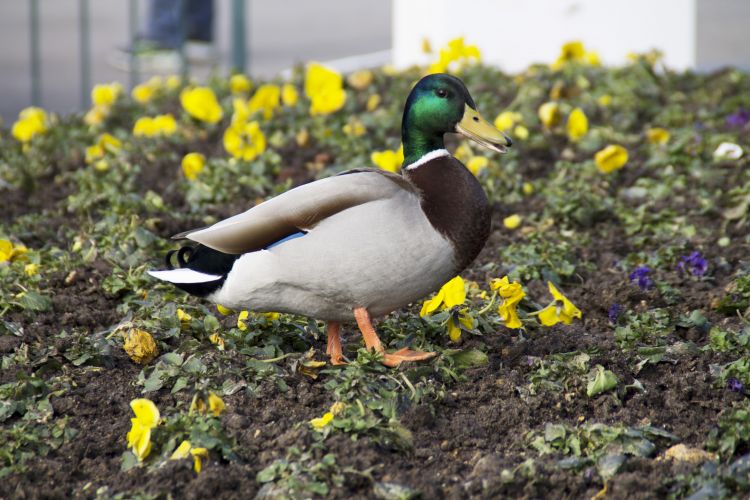 Fonds d'cran Animaux Oiseaux - Canards Canard Colver