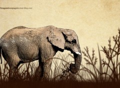  Art - Numrique Elephant