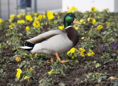  Animaux Canard Colver