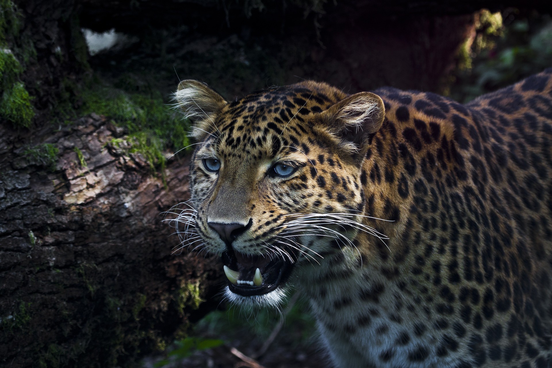 Wallpapers Animals Felines - Leopards 