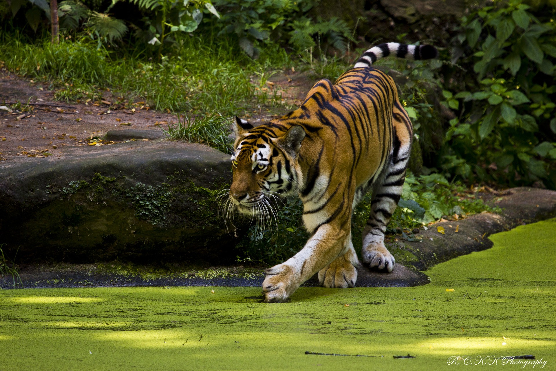 Wallpapers Animals Felines - Tigers 