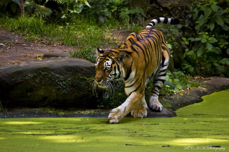 Wallpapers Animals Felines - Tigers Wallpaper N334760