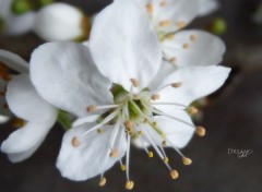  Nature Prunier en fleurs