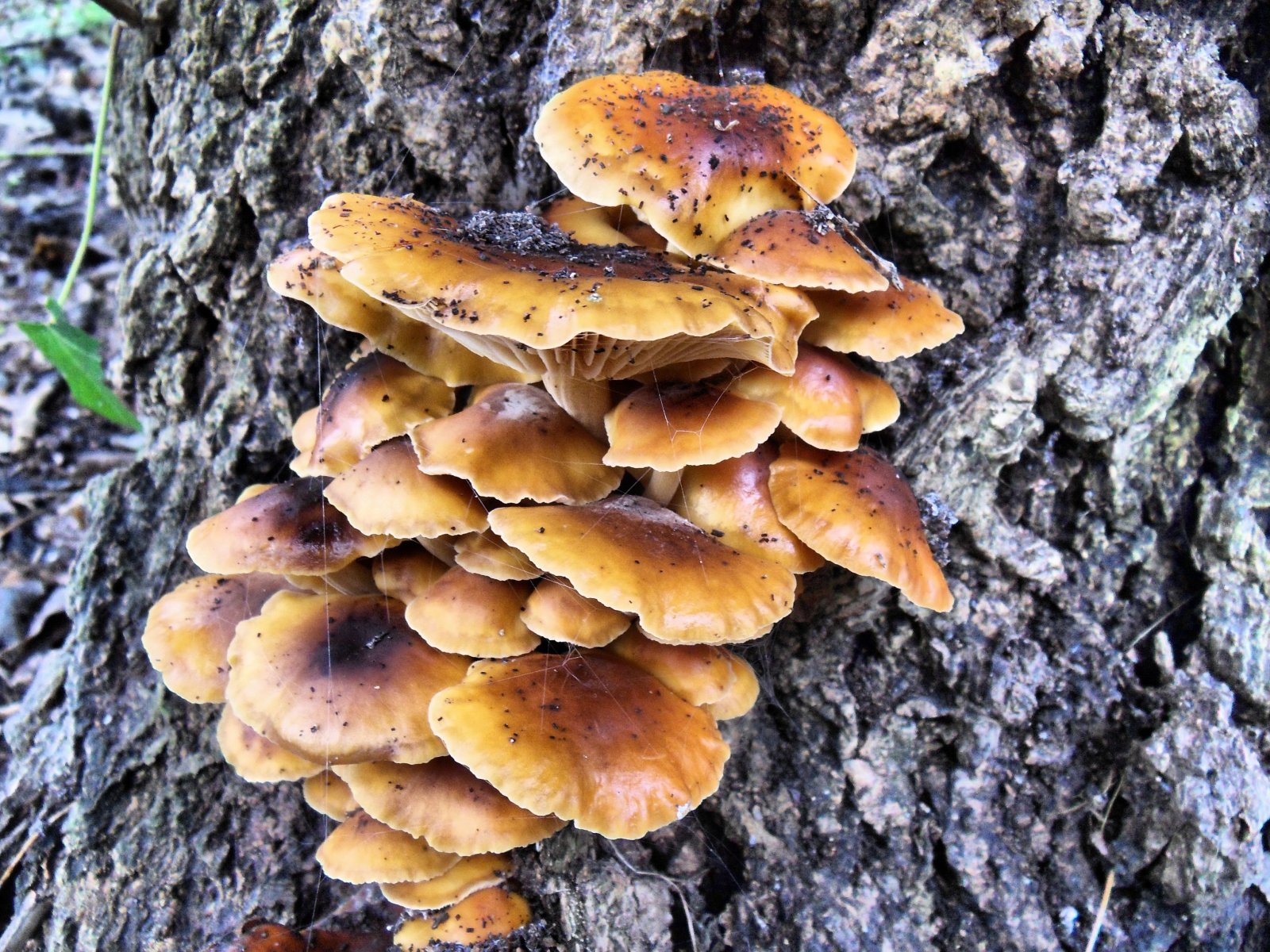 Fonds d'cran Nature Champignons 