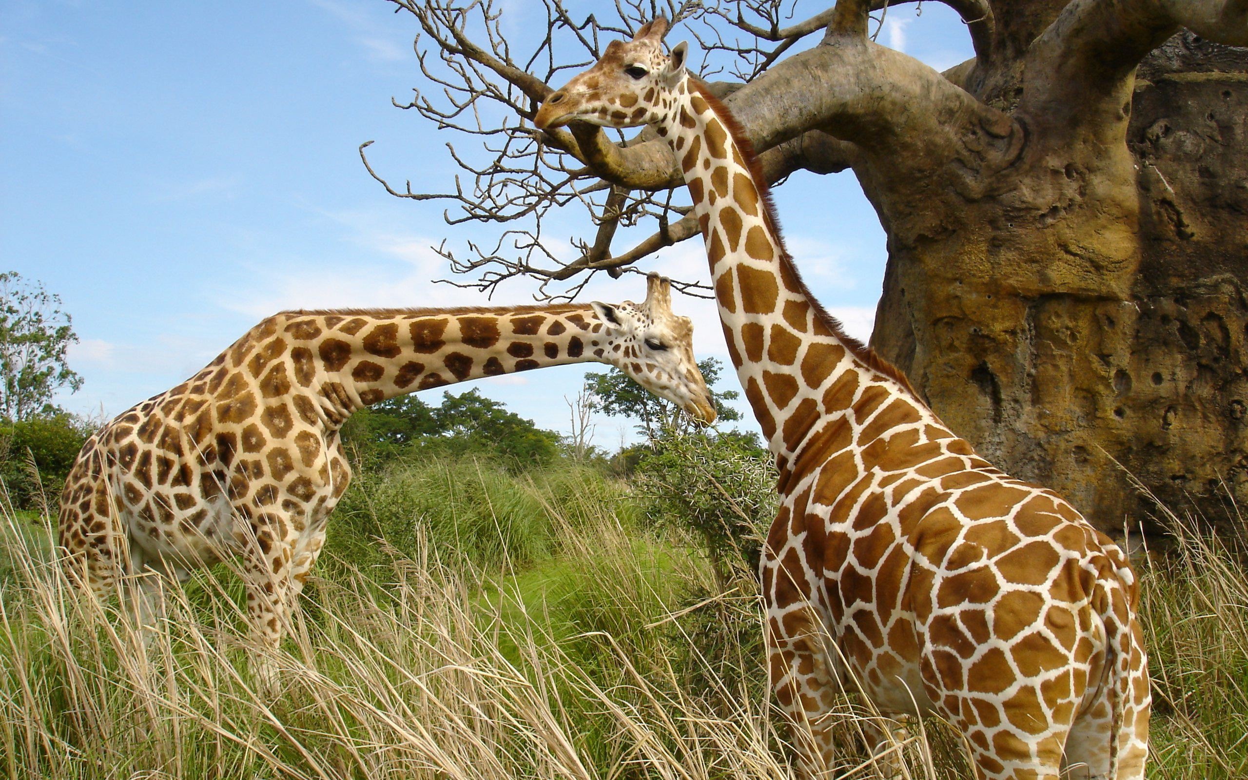 Fonds d'cran Animaux Girafes 