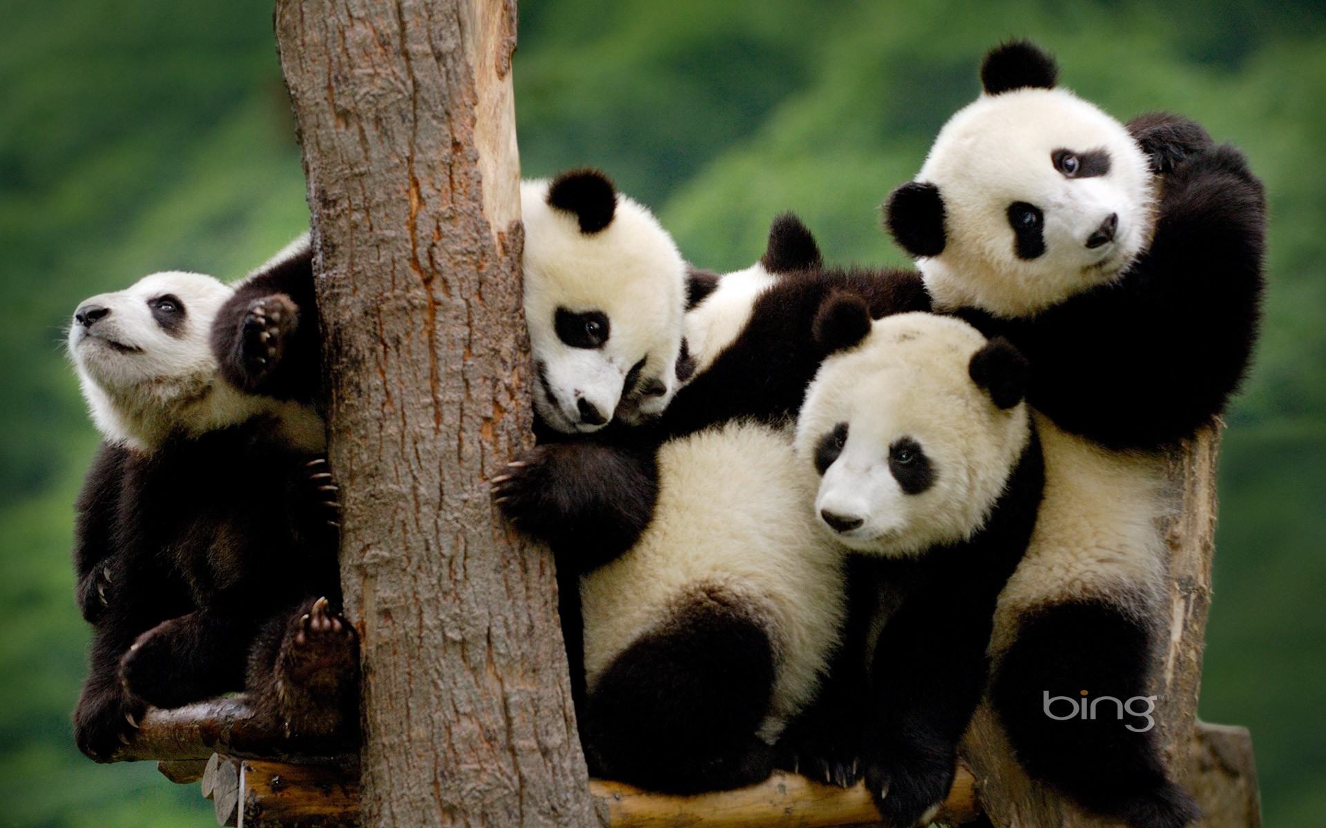 Wallpapers Animals Pandas 