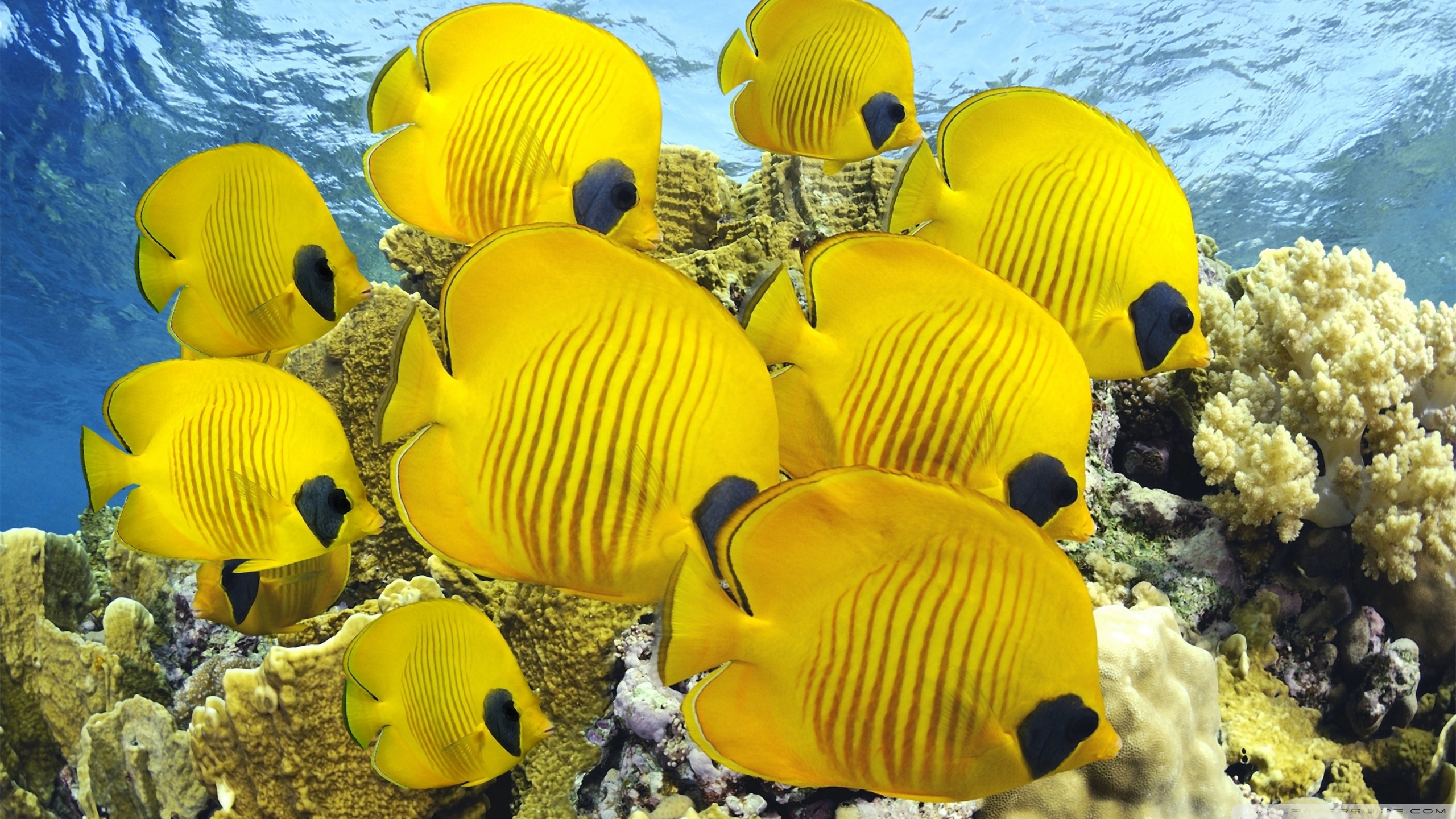 Wallpapers Animals Sealife - Fishes 