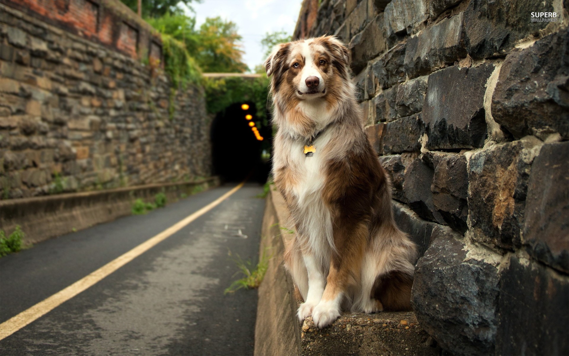 Fonds d'cran Animaux Chiens 