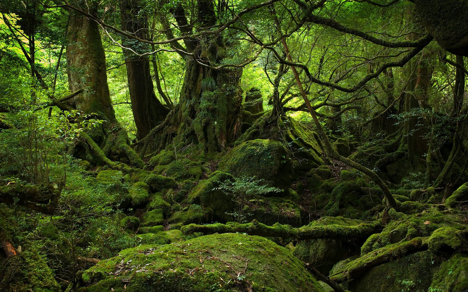 Fonds d'cran Nature Arbres - Forts 